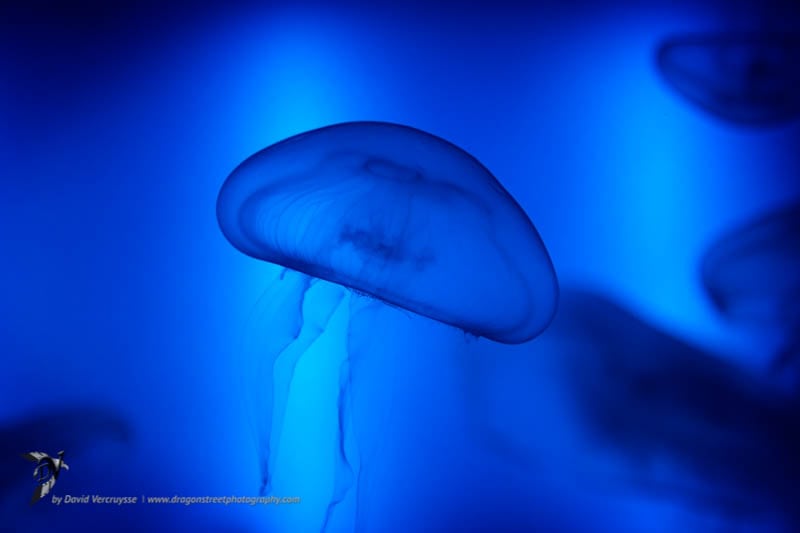 Médusa blue