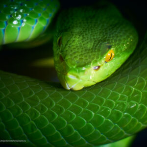 Crotale des bambous - Photographier confiné