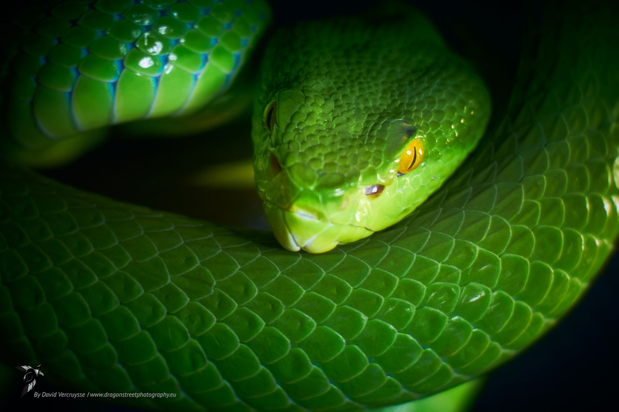 Crotale des bambous - Photographier confiné