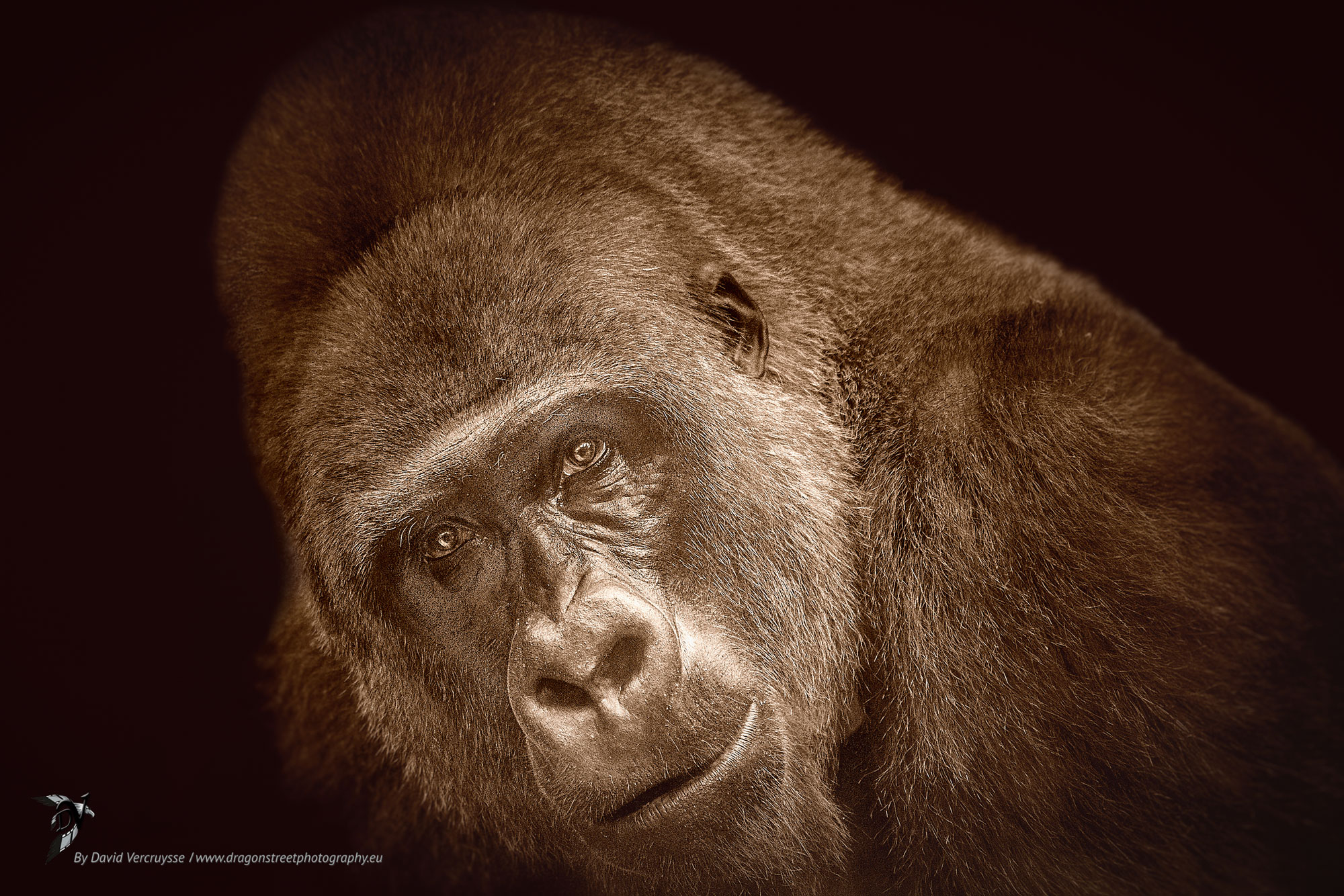 Western Lowland Gorilla
