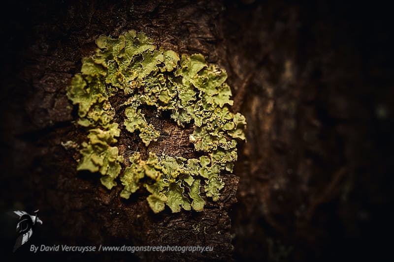 Lichen