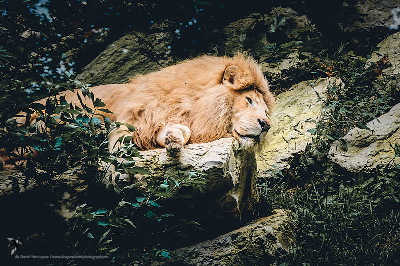 Lion blanc