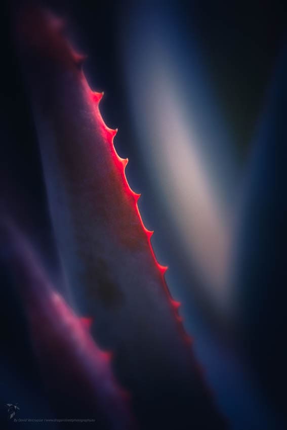 Aloe
