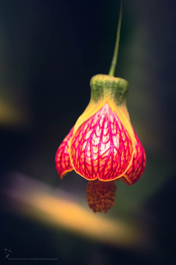 Hibiscus Lanterne