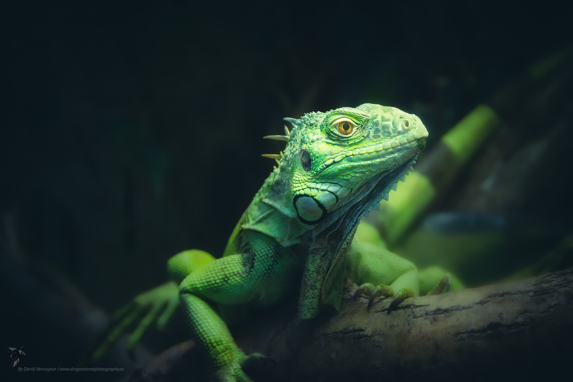 Iguane Commun, Reptiles et Amphibiens