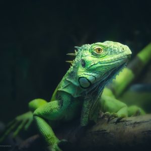 Iguane Commun, Reptiles et Amphibiens