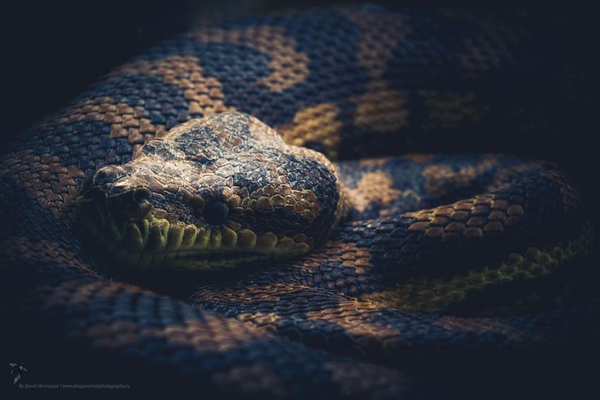 Python Carpet