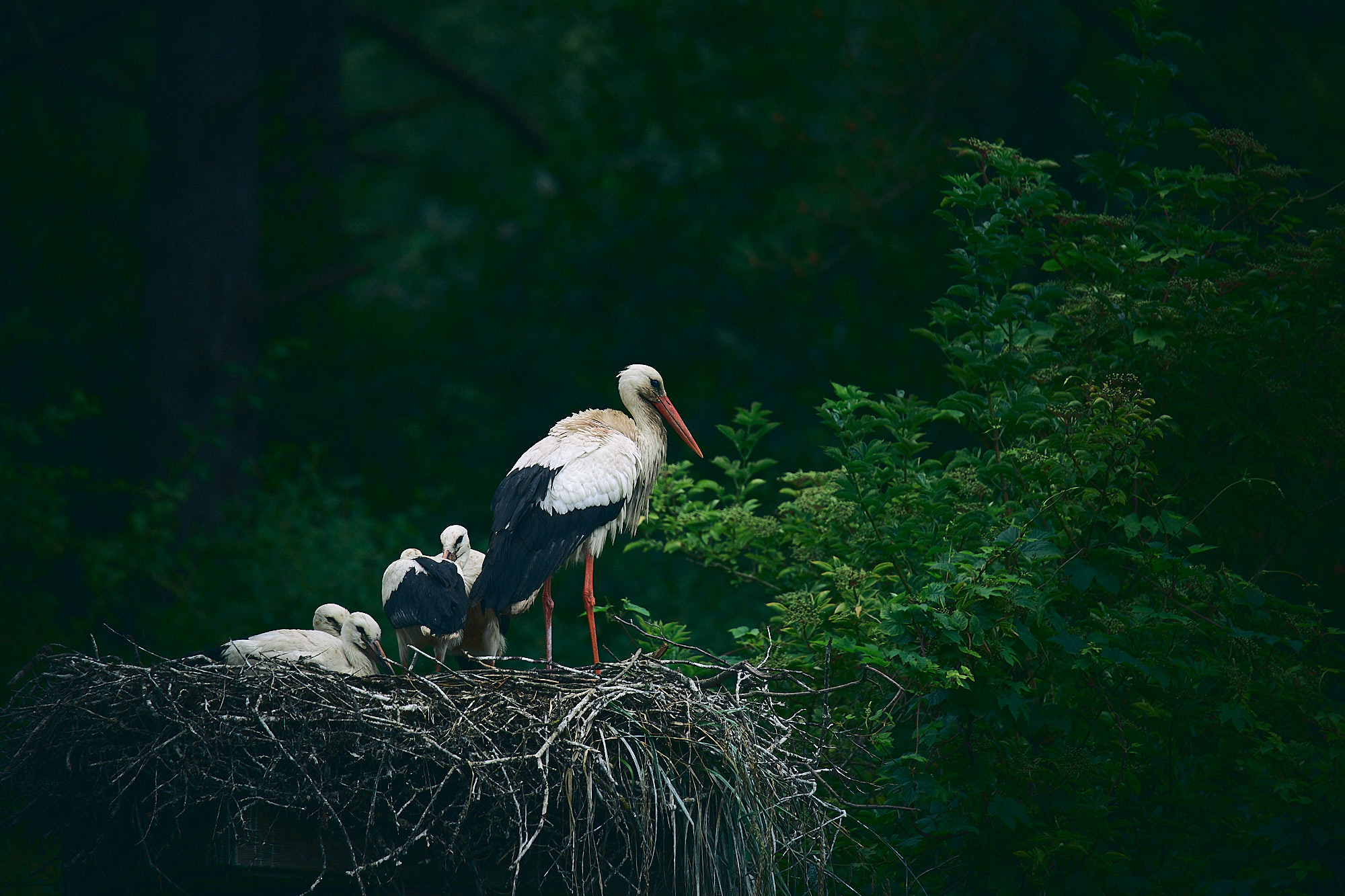 Stork's nest, Baie de Somme, France