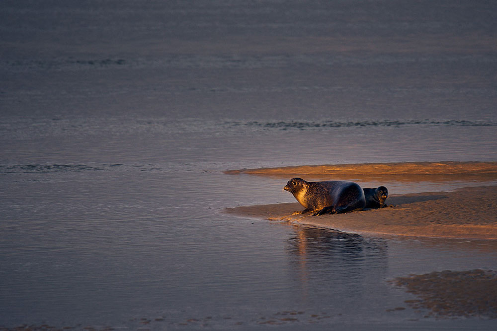 Phoques, Pointe du Hourdel, Baie de Somme, France