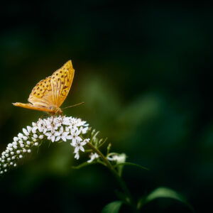 Environnement naturel - Papillon - Vosges - France