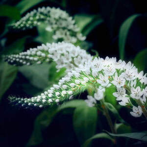 La lysimaque blanche, Vosges, France