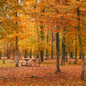 Feuilles d'automne dans un parc forestier, scènes de nature en automne.