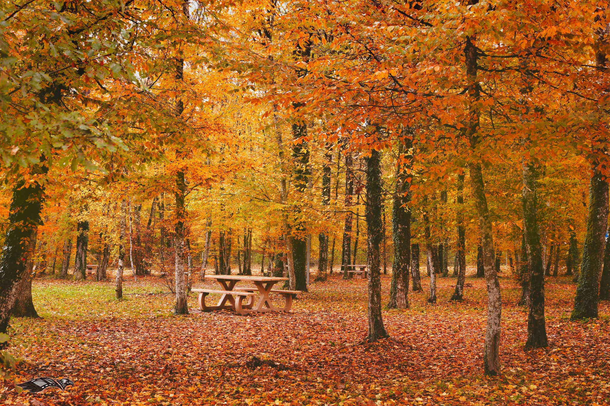 Autumn leaves in a forest park, scenes of nature in autumn.