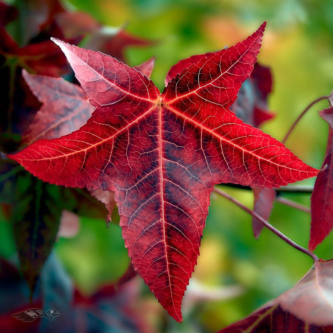 Capture One development