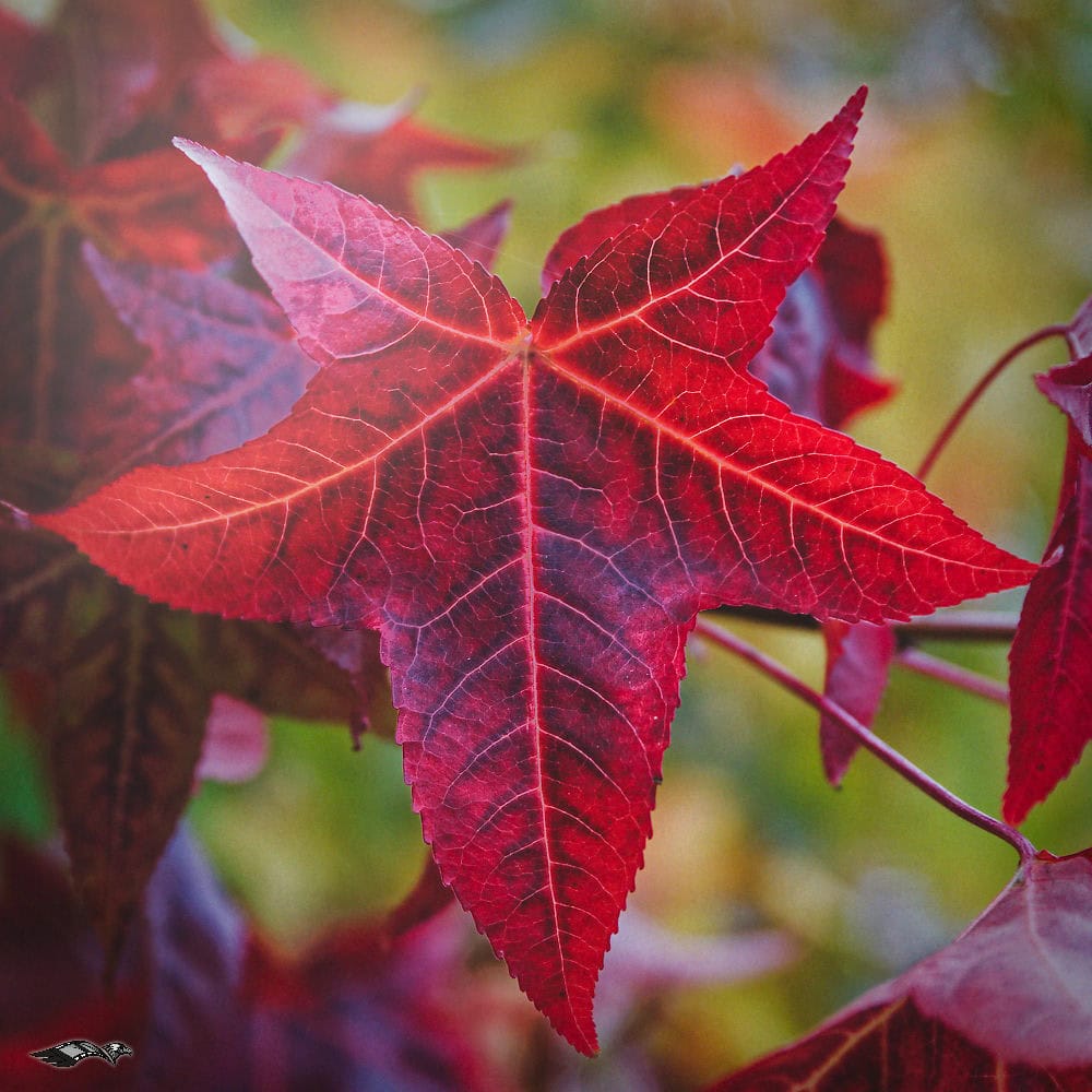 DxO PhotoLab 9 development