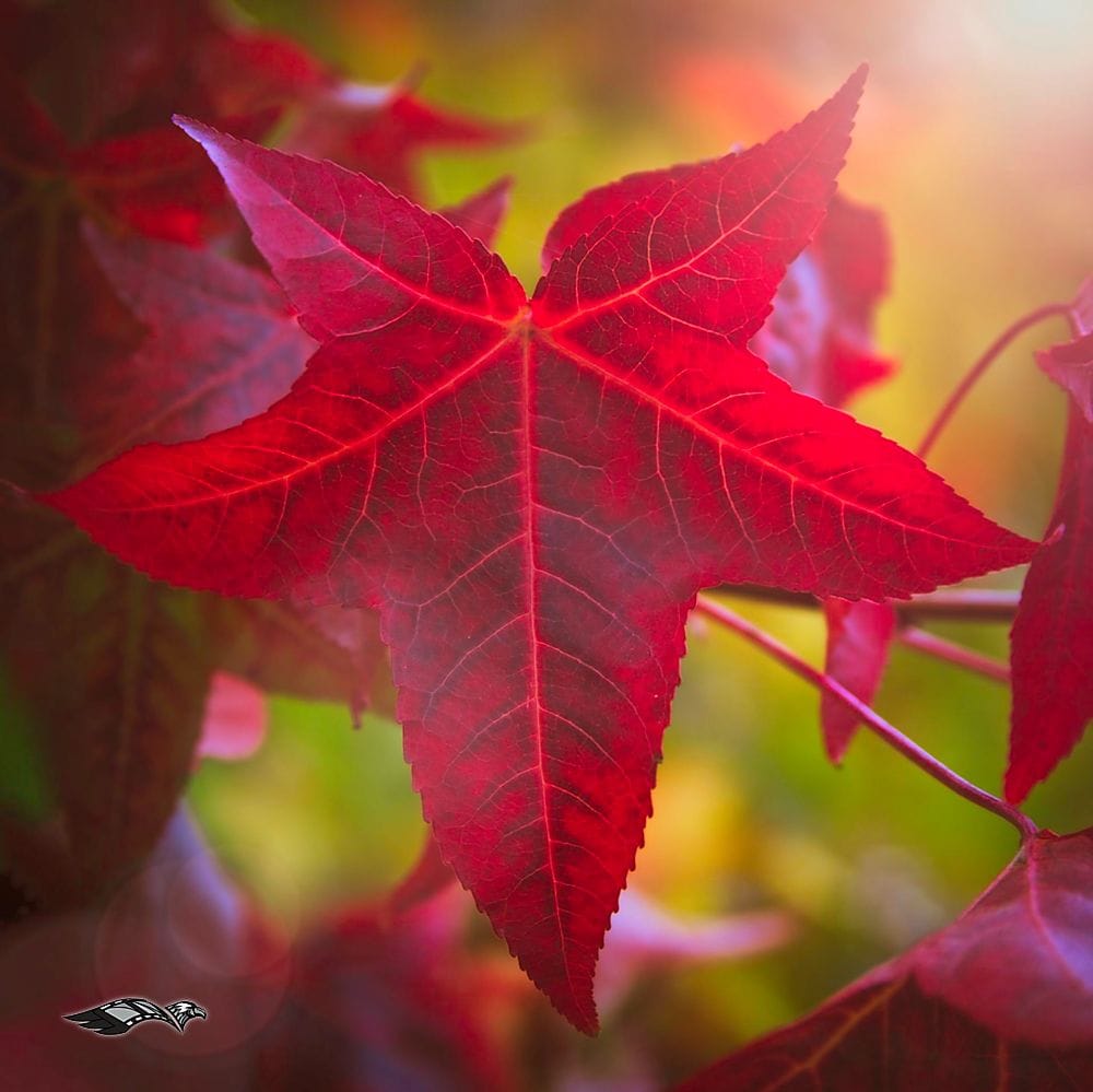 On1 Photo Raw processing