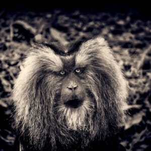 Le regard, l'intention, la présence