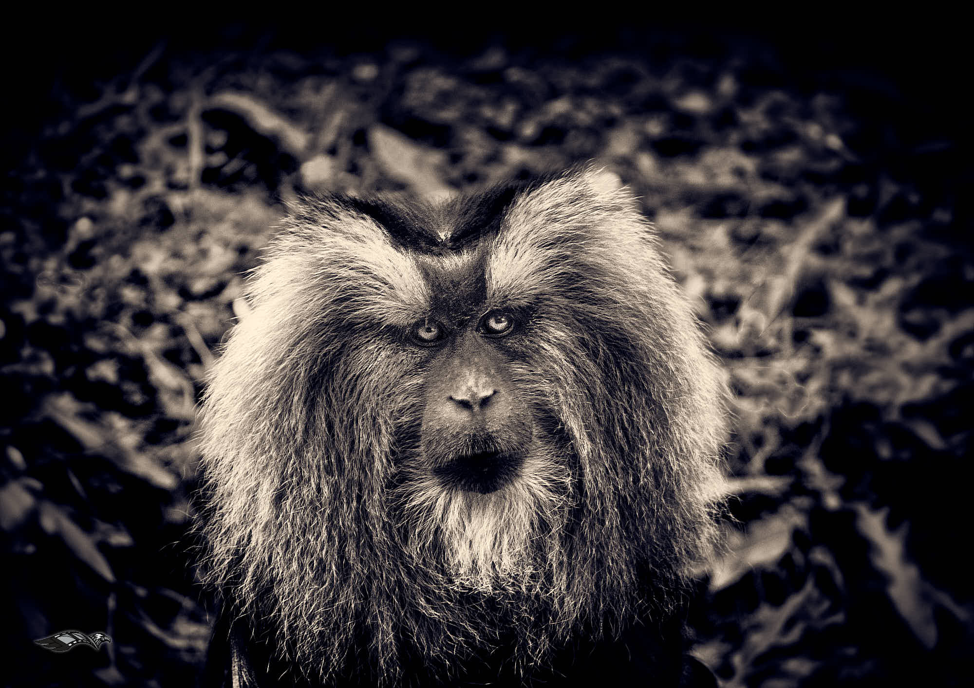 Le regard, l'intention, la présence