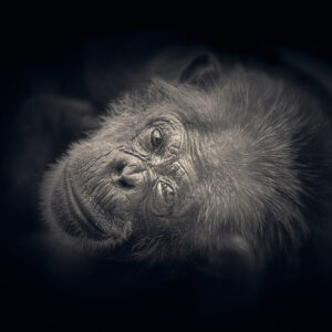 Physiologie de l'oeil — Regard photographique